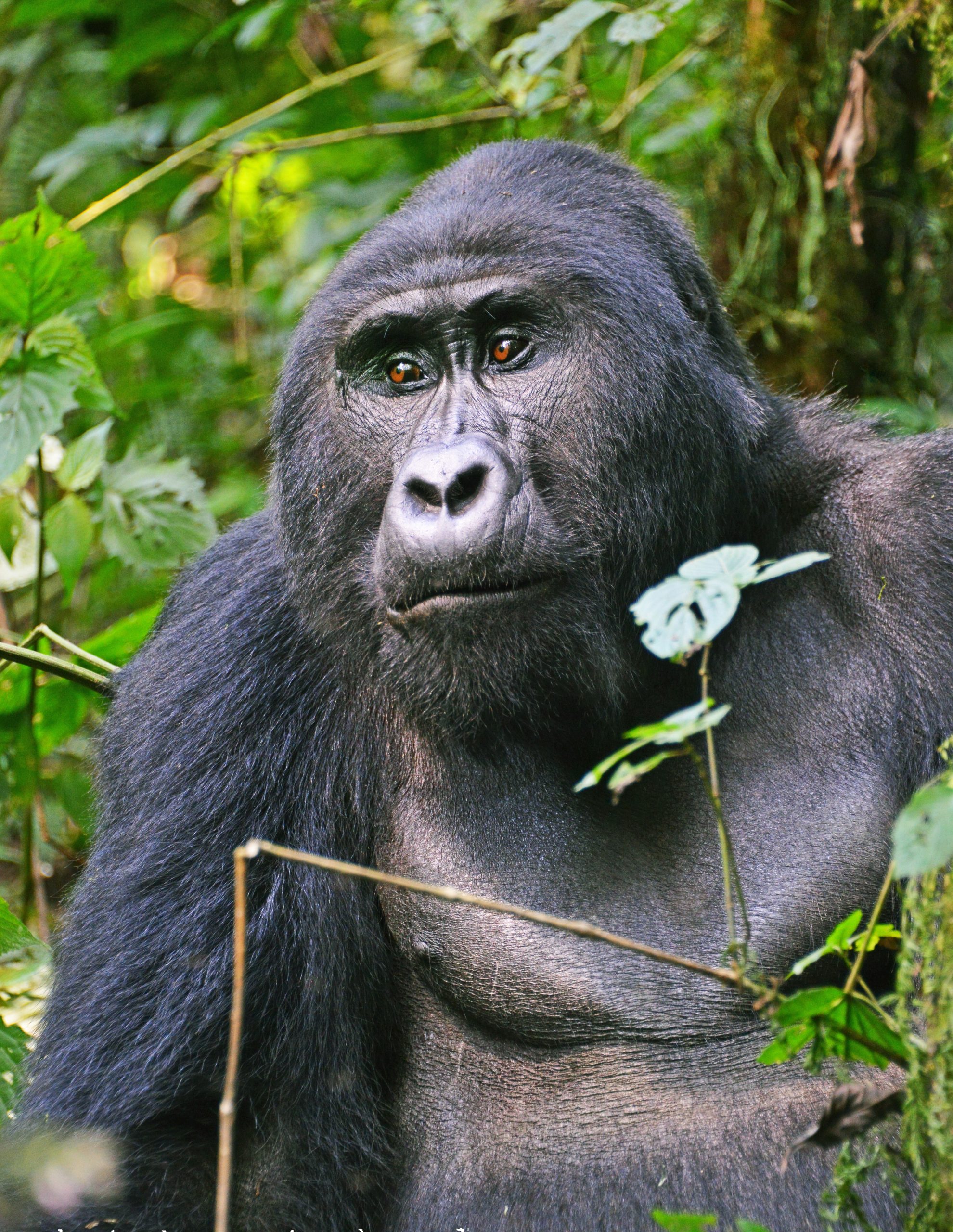 Gorilla Trekking in Bwindi Impenetrable Forest