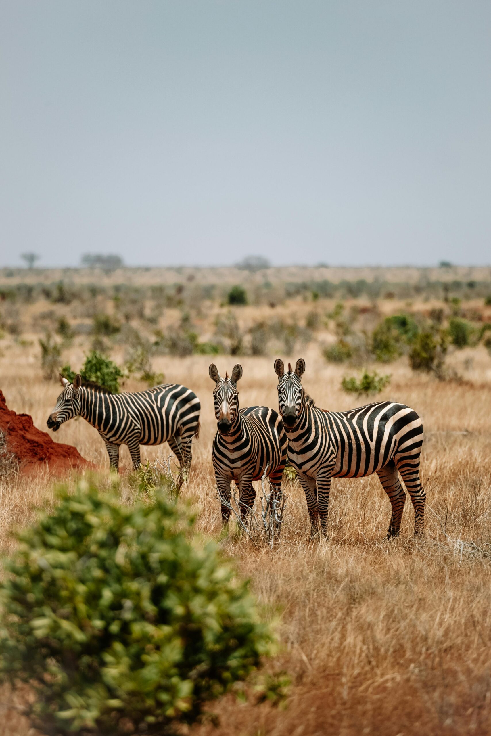 South Africa
