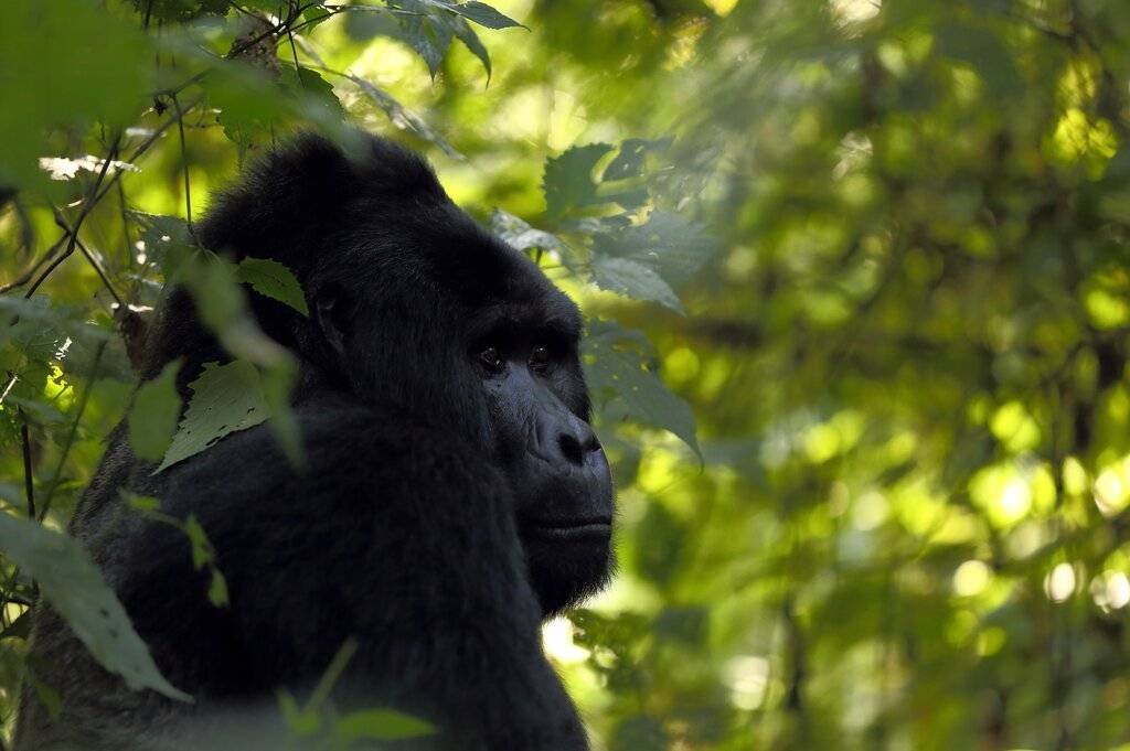 Gorilla Tour Uganda