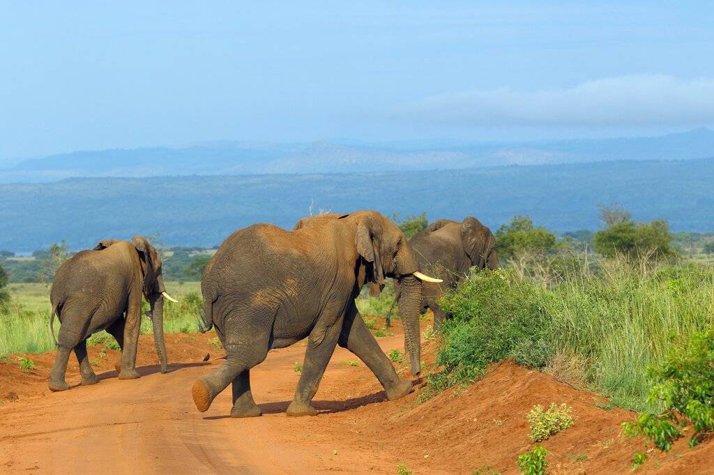 elephants on Safari