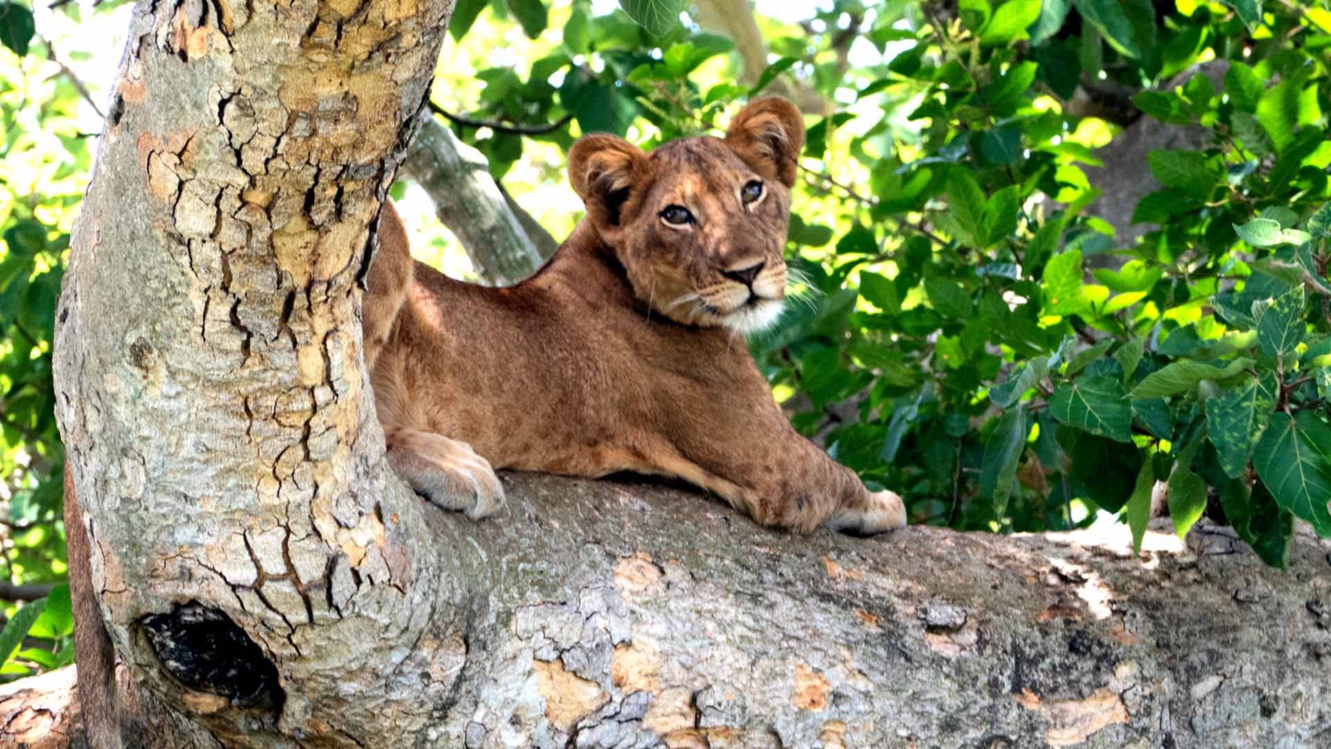 Ishasha Tree Climbing Lion on Safari